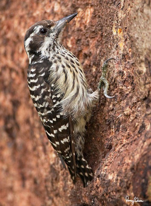 animal photography