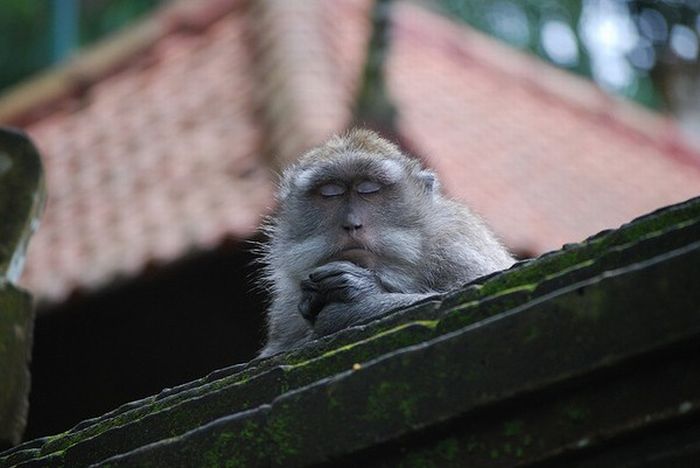 meditating monkeys