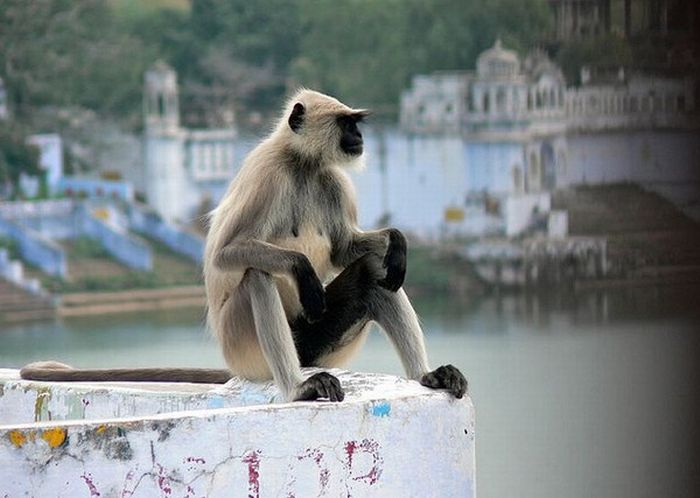 meditating monkeys