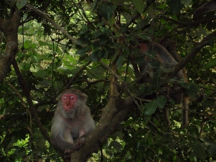 meditating monkeys