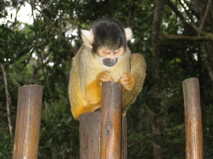 meditating monkeys