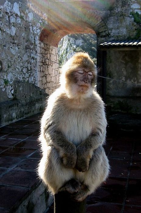 meditating monkeys