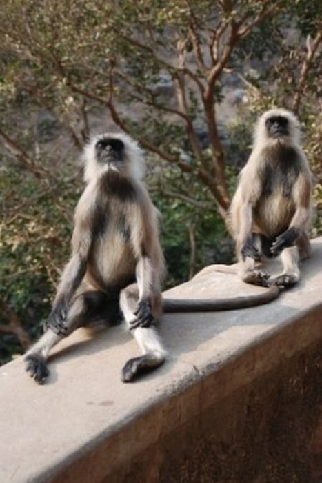 meditating monkeys