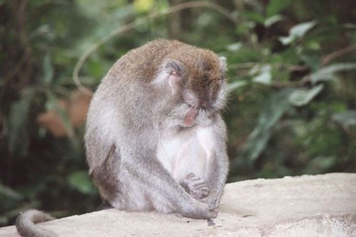 meditating monkeys