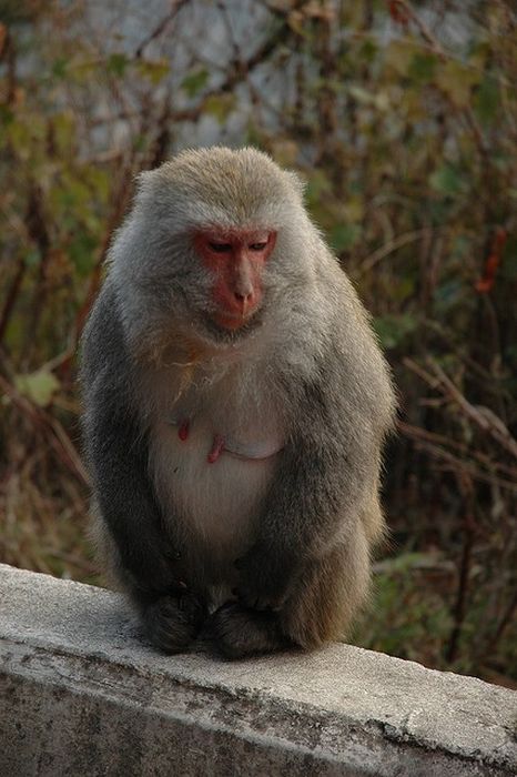 meditating monkeys