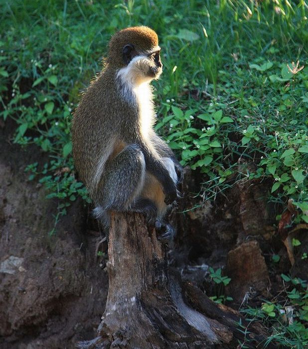 meditating monkeys