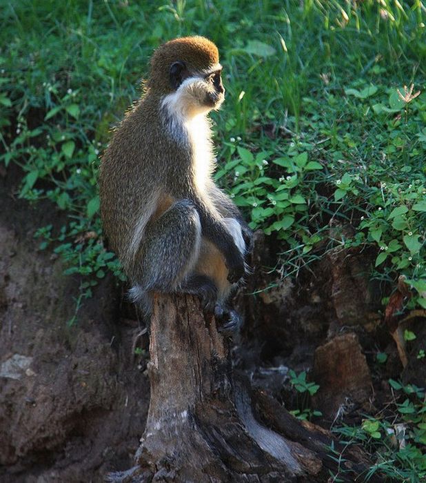 meditating monkeys