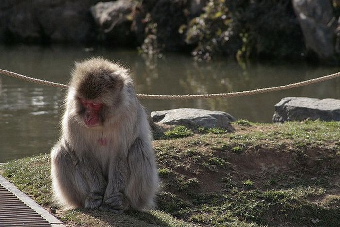 meditating monkeys