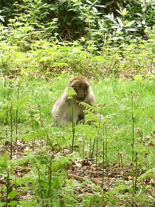 meditating monkeys