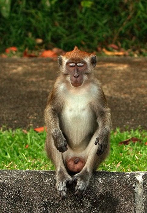 meditating monkeys