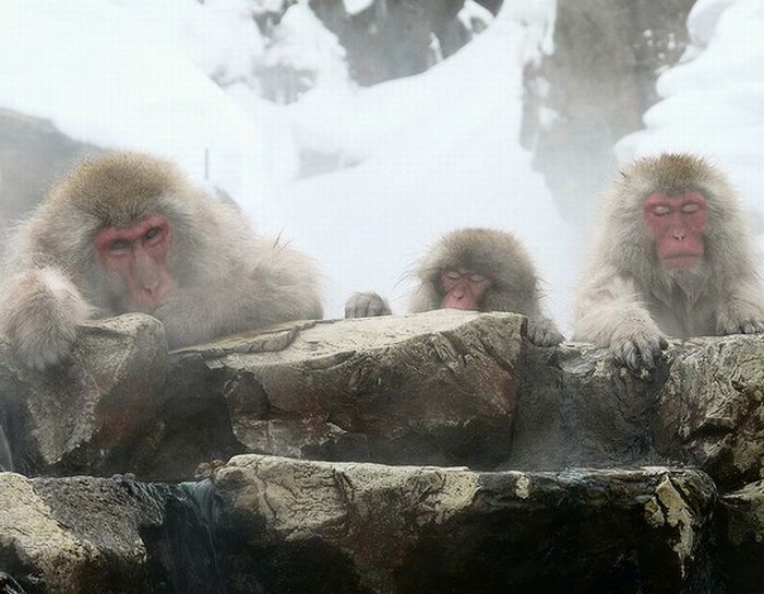 meditating monkeys