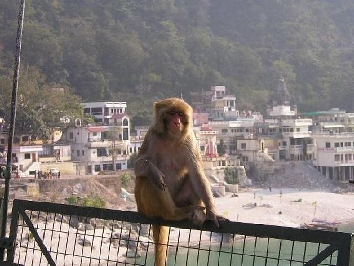 meditating monkeys