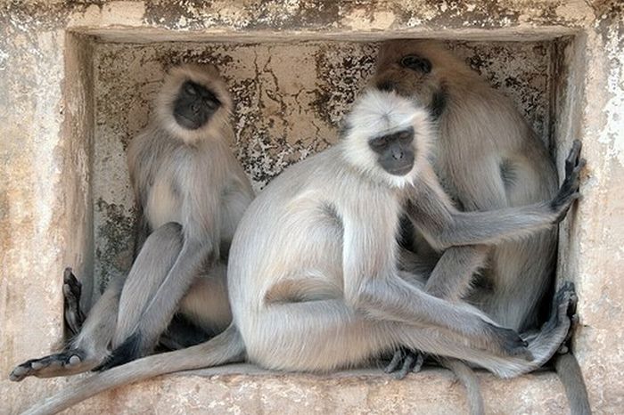 meditating monkeys