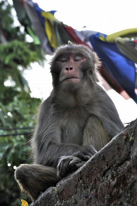 meditating monkeys