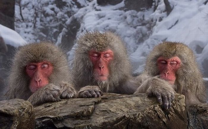 meditating monkeys