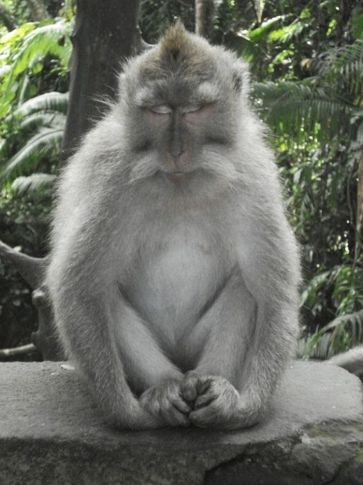 meditating monkeys