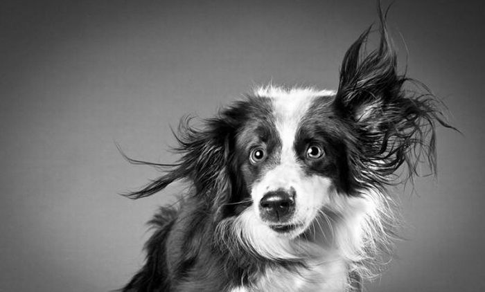 dog shaking with his head