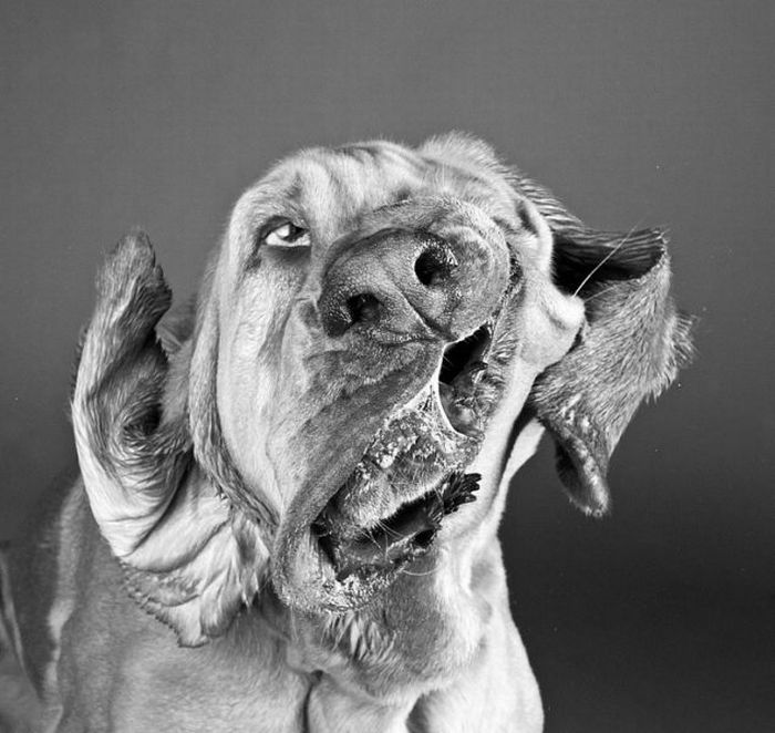 dog shaking with his head