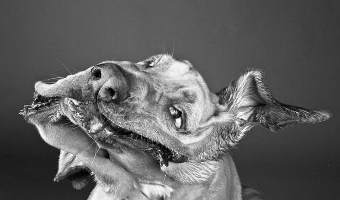 dog shaking with his head