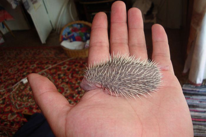 baby hedgehogs