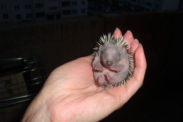 baby hedgehogs