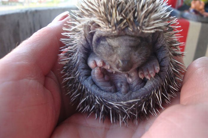 baby hedgehogs