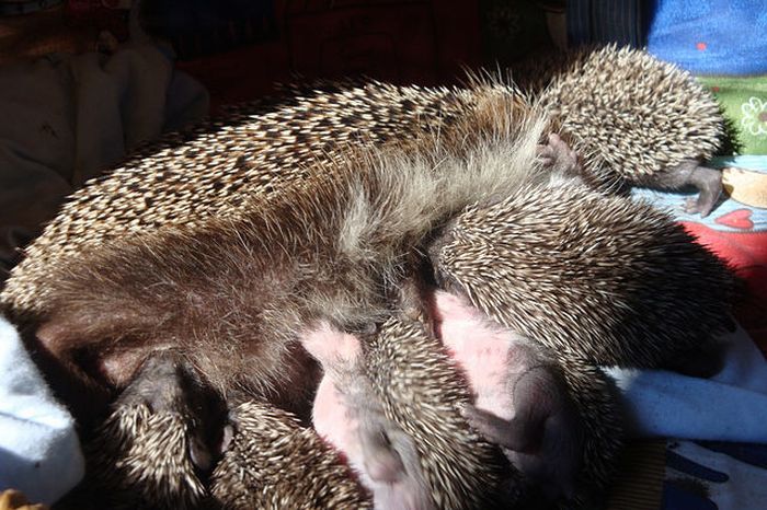 baby hedgehogs