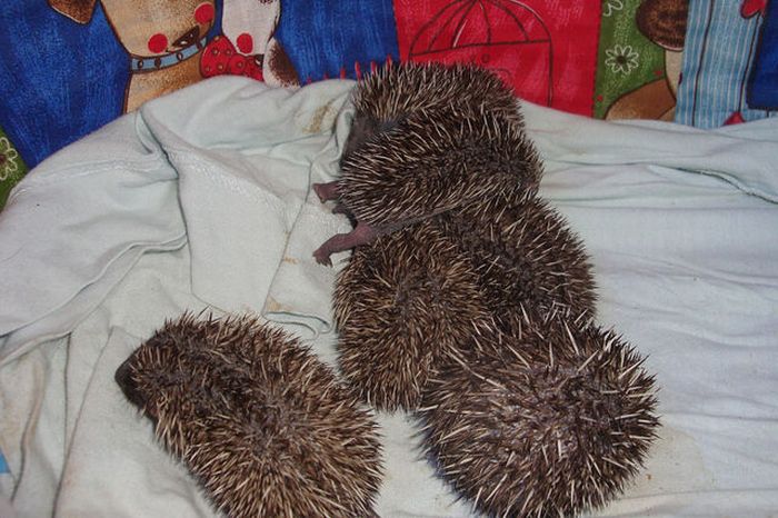 baby hedgehogs