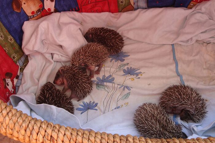 baby hedgehogs