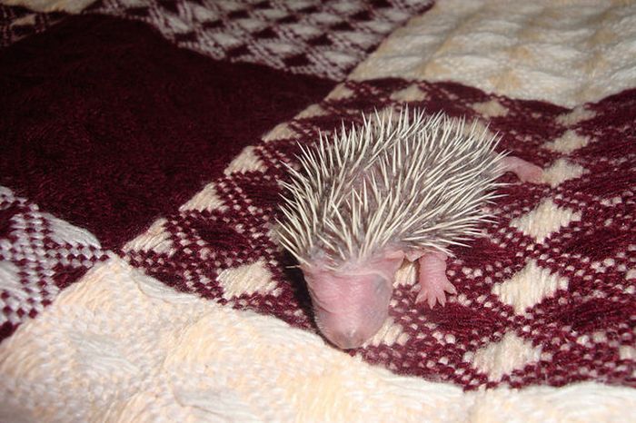 baby hedgehogs