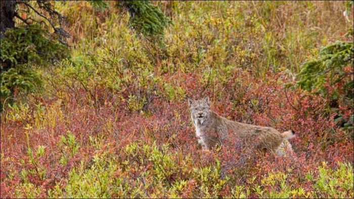 wild lynx hunting for duck