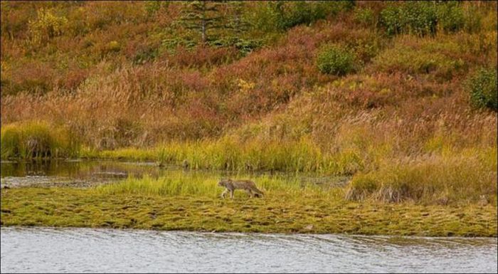 wild lynx hunting for duck