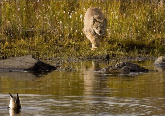 wild lynx hunting for duck