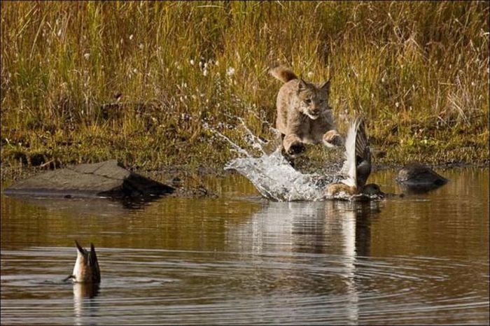 wild lynx hunting for duck