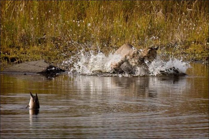 wild lynx hunting for duck