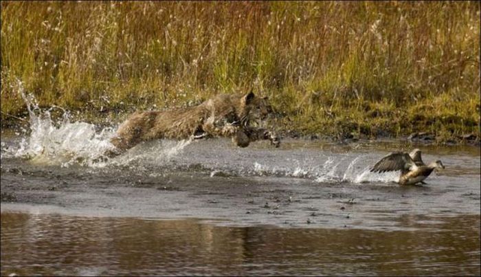 wild lynx hunting for duck