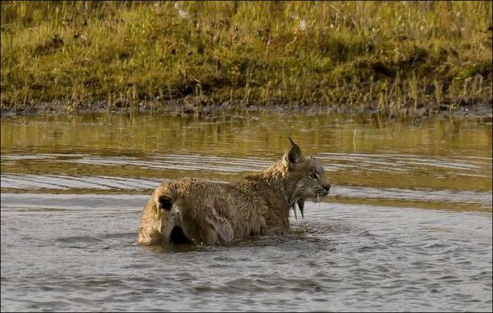 wild lynx hunting for duck