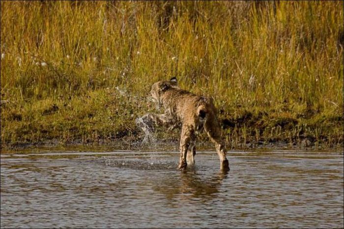 wild lynx hunting for duck