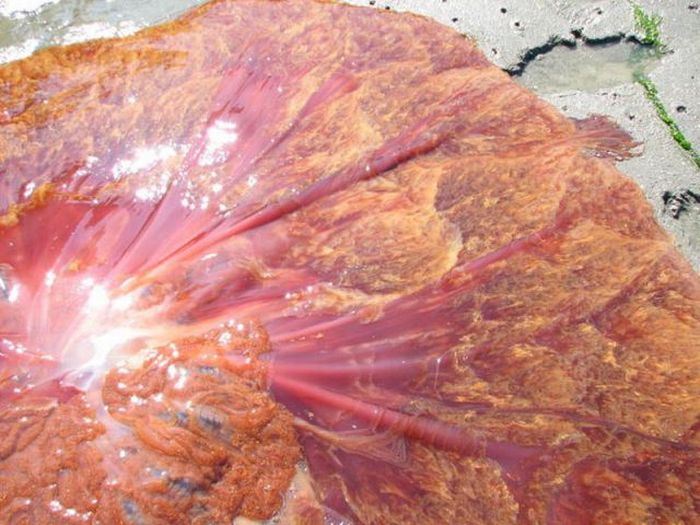 Giant jellyfish, Kayak Point, Washington, United States