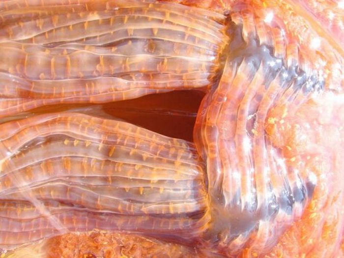 Giant jellyfish, Kayak Point, Washington, United States