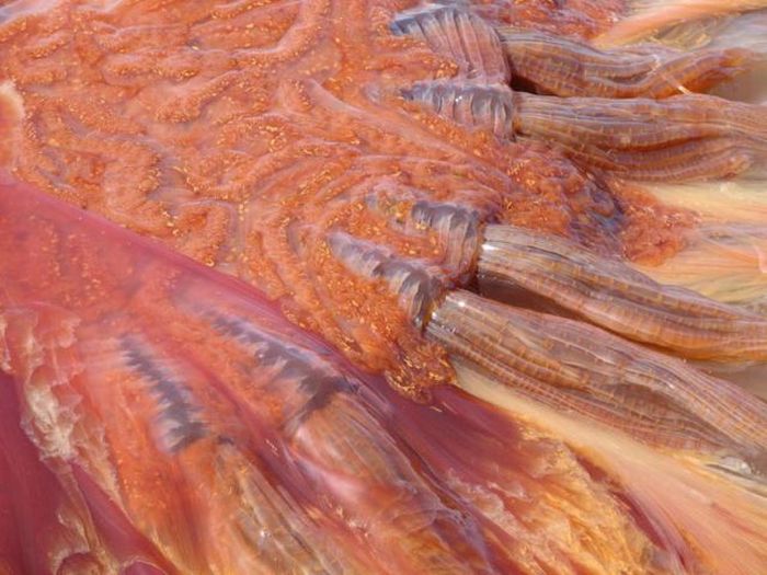 Giant jellyfish, Kayak Point, Washington, United States