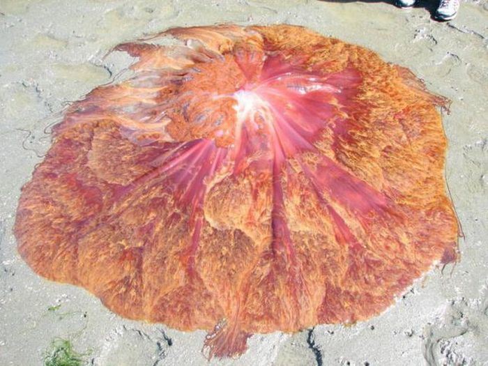 Giant jellyfish, Kayak Point, Washington, United States