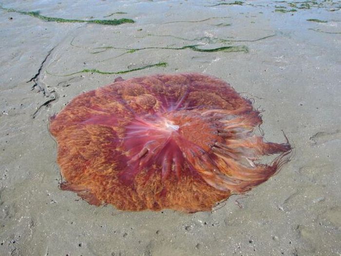 Giant jellyfish, Kayak Point, Washington, United States