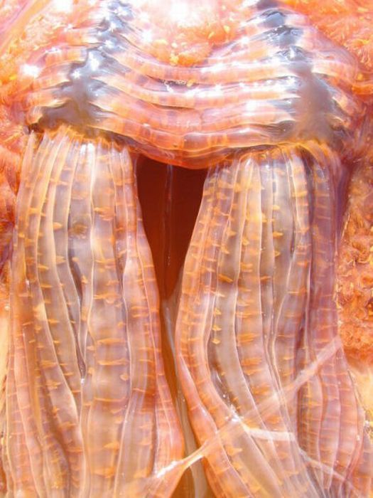 Giant jellyfish, Kayak Point, Washington, United States