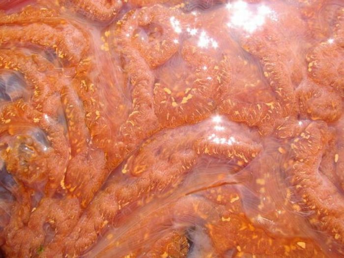 Giant jellyfish, Kayak Point, Washington, United States