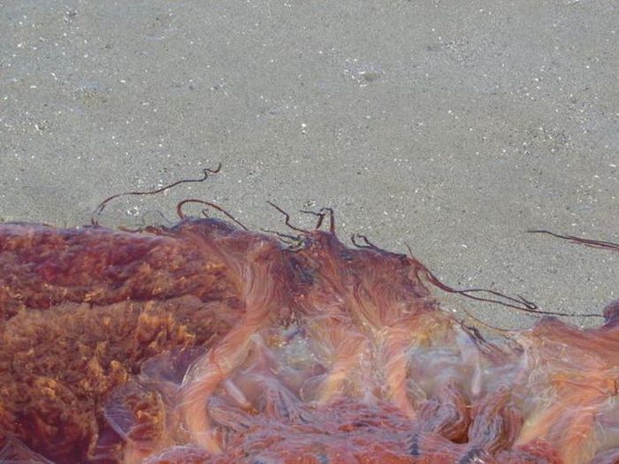 Giant jellyfish, Kayak Point, Washington, United States