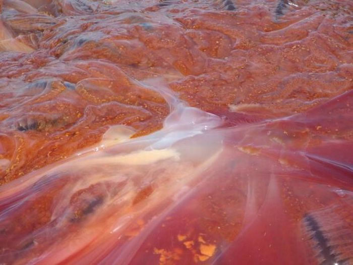 Giant jellyfish, Kayak Point, Washington, United States