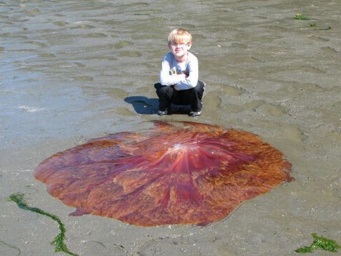 Giant jellyfish, Kayak Point, Washington, United States