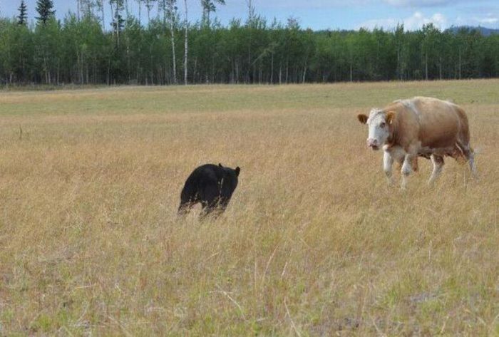 cow herd battles a bear