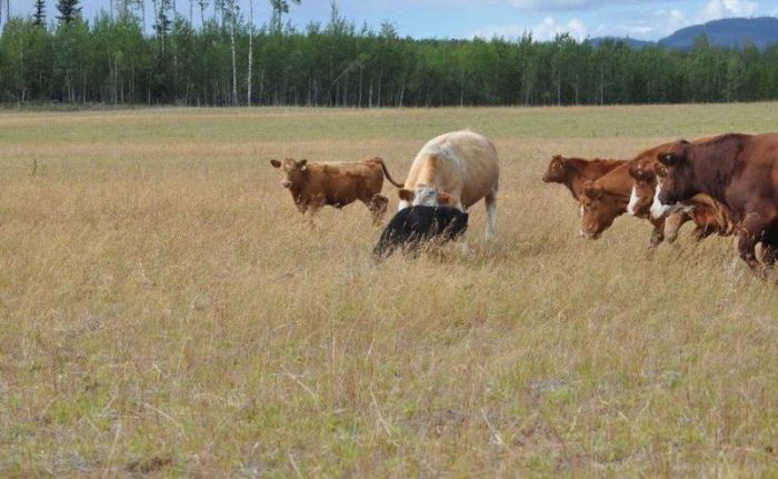 cow herd battles a bear